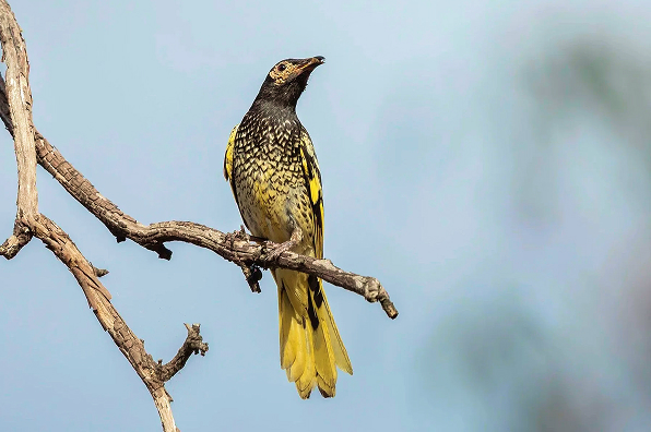 Regent honeyeater perched