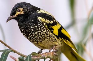 Regent honeyeater
