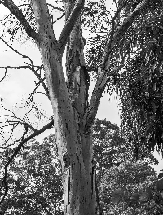 Eucalyptus woodland