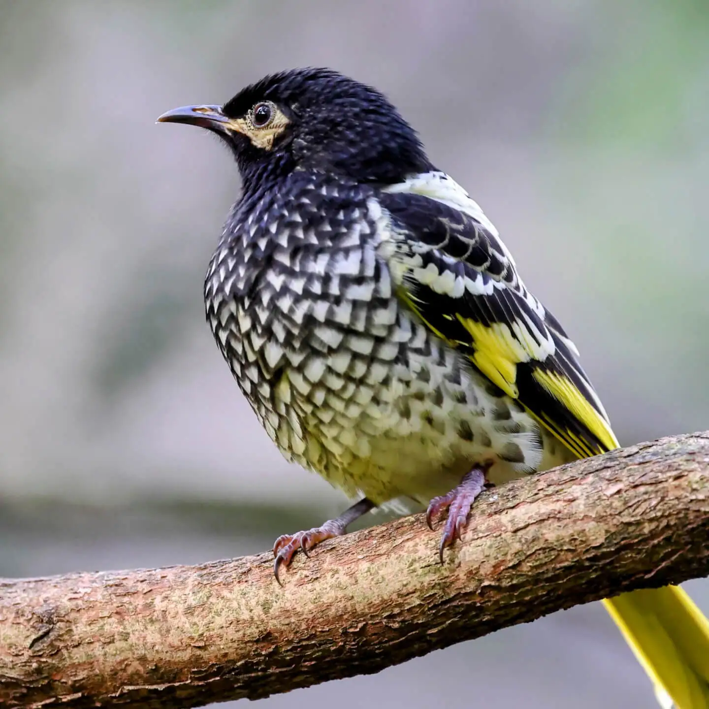 Regent honeyeater on a branch